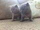 British Shorthair Cats for sale in Huntsville, AL, USA. price: NA