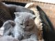British Shorthair Cats for sale in Charlotte, NC, USA. price: $250