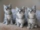 British Shorthair Cats for sale in East Los Angeles, CA, USA. price: NA