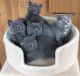 British Shorthair Cats for sale in Buffalo, NY, USA. price: NA