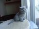 British Shorthair Cats for sale in Minneapolis, MN, USA. price: $350
