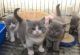 British Shorthair Cats for sale in Altheimer, AR 72004, USA. price: NA