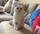 British Shorthair Cats for sale in Fullerton, CA, USA. price: NA