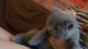 British Shorthair Cats for sale in San Jose, CA, USA. price: $300