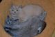 British Shorthair Cats for sale in Woodbridge, VA 22191, USA. price: NA