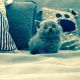 British Shorthair Cats for sale in Temple City Unified School District, CA, USA. price: NA