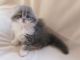 British Shorthair Cats for sale in Northridge, CA 91328, USA. price: NA