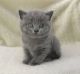 British Shorthair Cats for sale in Walnut, CA, USA. price: NA