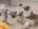 British Shorthair Cats for sale in Oklahoma City, OK, USA. price: $400