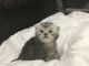 British Shorthair Cats for sale in St. Louis, MO, USA. price: $650
