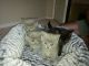 British Shorthair Cats for sale in Fair Oaks, CA, USA. price: $750