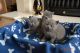 British Shorthair Cats for sale in Orem, UT, USA. price: NA