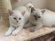 British Shorthair Cats for sale in Gallatin Gateway, MT 59730, USA. price: NA