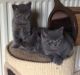 British Shorthair Cats for sale in Colorado Springs, CO, USA. price: NA