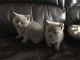 British Shorthair Cats for sale in Hurricane, UT 84737, USA. price: NA