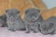 British Shorthair Cats for sale in Jacksonville, FL 32256, USA. price: NA
