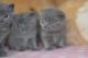 British Shorthair Cats for sale in Lawton, OK 73505, USA. price: NA