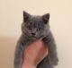 British Shorthair Cats for sale in Lake Mary, FL 32746, USA. price: NA