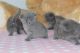 British Shorthair Cats for sale in Huntsville, AL 35801, USA. price: NA