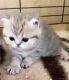 British Shorthair Cats for sale in West Chester, PA, USA. price: $300