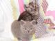 British Shorthair Cats for sale in Orange County, CA, USA. price: $500