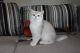 British Shorthair Cats for sale in Detroit, MI, USA. price: NA