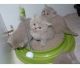 British Shorthair Cats for sale in Fresno, CA, USA. price: NA