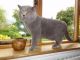 British Shorthair Cats for sale in Bath Springs, TN 38311, USA. price: $300