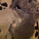 British Shorthair Cats for sale in IL-59, Plainfield, IL, USA. price: NA
