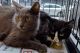British Shorthair Cats for sale in NJ-17, Paramus, NJ 07652, USA. price: NA