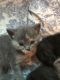 British Shorthair Cats for sale in Hastings, MI 49058, USA. price: $500