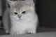 British Shorthair Cats for sale in Sacramento, CA, USA. price: $400