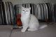 British Shorthair Cats for sale in Cincinnati, OH, USA. price: NA