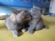 British Shorthair Cats for sale in Arlington, VA, USA. price: NA