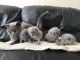 British Shorthair Cats for sale in Bronxdale Ave, Bronx, NY 10462, USA. price: NA
