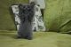 British Shorthair Cats for sale in Phoenix, AZ, USA. price: $300