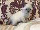 British Shorthair Cats for sale in Phoenix, AZ, USA. price: $250