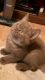 British Shorthair Cats for sale in Northeast Philadelphia, Philadelphia, PA, USA. price: $1,000