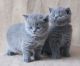 British Shorthair Cats for sale in Temple City, CA, USA. price: NA