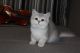 British Shorthair Cats for sale in Boston, MA, USA. price: $400