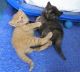 British Shorthair Cats for sale in Harrisburg, PA, USA. price: $400