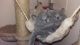 British Shorthair Cats for sale in Chicago, IL, USA. price: NA