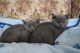 British Shorthair Cats for sale in Chicago, IL, USA. price: NA
