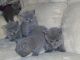 British Shorthair Cats for sale in Indianapolis Blvd, Hammond, IN, USA. price: NA