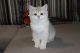 British Shorthair Cats for sale in Newark, NJ, USA. price: NA