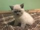 British Shorthair Cats for sale in NJ-3, Clifton, NJ, USA. price: $450