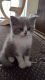 British Shorthair Cats for sale in 843 South Carolina Ave SE, Washington, DC 20003, USA. price: $450