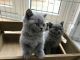 British Shorthair Cats for sale in Long Island, New York, USA. price: NA