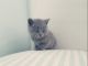 British Shorthair Cats for sale in Northridge, CA 91328, USA. price: NA