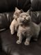 British Shorthair Cats for sale in Wolcottville, IN 46795, USA. price: $400